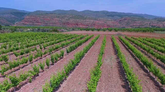 Aerial drone view of vineyards and crops near the village of Herce in the Arnedo region. Eastern Rioja or Lower Rioja. Autonomous Community of La Rioja. Spain. Europe