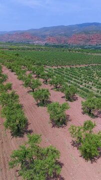 Aerial drone view of vineyards and crops near the village of Herce in the Arnedo region. Eastern Rioja or Lower Rioja. Autonomous Community of La Rioja. Spain. Europe
