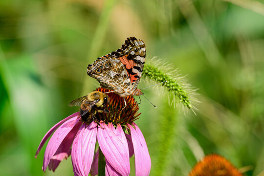 Bumblebee which is a member of the genus Bombus part of Apidae sharing an echinacea flower with a Painted lady butterfly which is in the Cynthia group of colorful butterflies. 