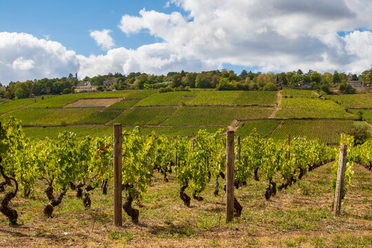 Burgundy vineyards near Beaune, C&ocirc;te-d'Or, Bourgogne-Franche-Comt&eacute; - France