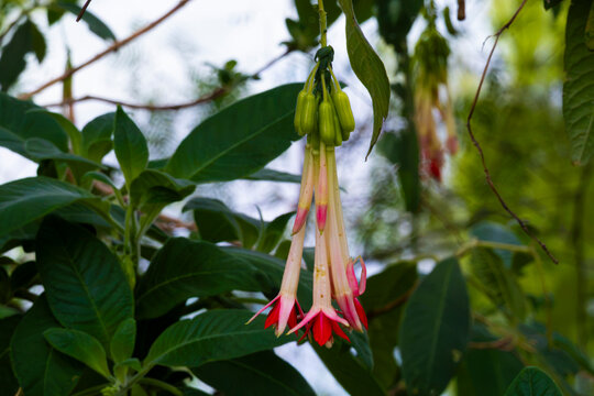 fiori frutti esotici