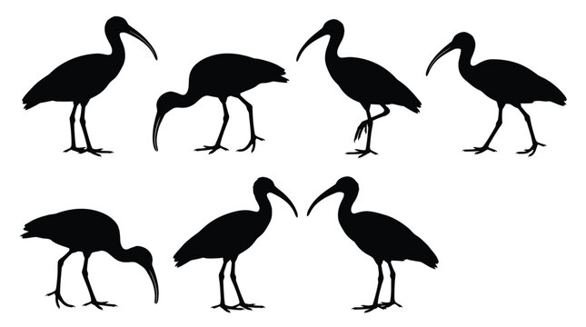 Multiple black ibis bird silhouettes rendered as a clean vector graphic design collection for creative projects