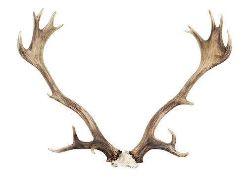 Deer antlers against a luminous expanse