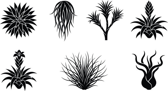 Set of black silhouette tropical air plants and succulents