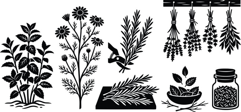 Black and white set of organic herbs and medicinal plants