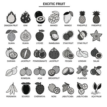 Exotic Fruit Collection Vector Illustration Set Dragon Fruit Kiwi Mango Pineapple Guava Lychee Rambutan Star Fruit