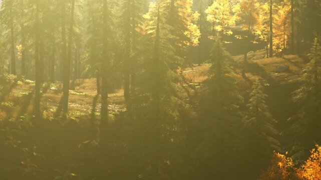 Bright sunlight filters through tall trees in a forest. Leaves show shades of orange and yellow as they change for autumn. The ground is covered in fallen leaves and forest debris.