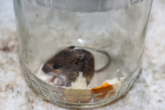 Small wild field mouse trapped inside a clear glass jar with some food crumbs waiting for rescue and relocation into nature, close-up shot of the frightened rodent inside