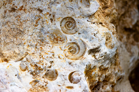 Macro shot of ancient gastropod fossils embedded in textured limestone rock, showing detailed spiral patterns preserved within prehistoric sedimentary stone structure in a natural geological formation