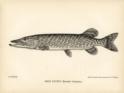 Antique plate of a long bodied pike with a printed species caption on aged cream paper