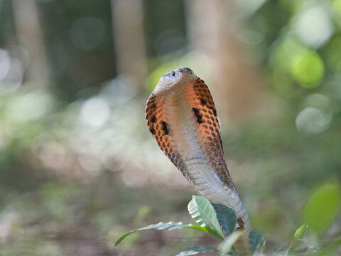 Naja kaouthia or monocled cobra deadly serpent living on a dry leaf in the forestin nature