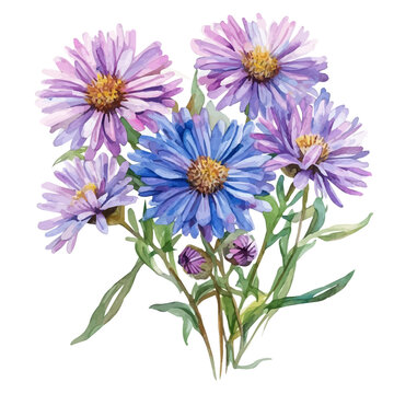 Aster Bouquet, watercolor clipart isolated on white background