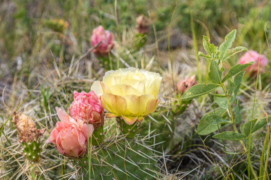 Multicolor, Fresh Prairie Cactus Flowers in Its Natural Grassland Setting