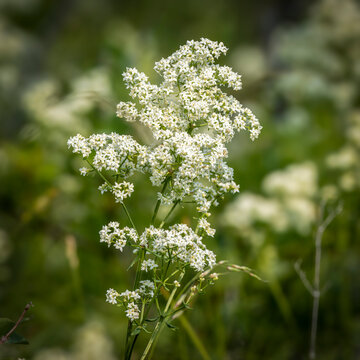 Northern Bedstraw Wildflower with Clusters of Tiny White Flowers in a Woodland