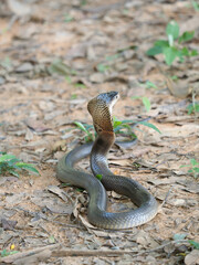 Obraz premium Naja kaouthia or monocled cobra deadly serpent living on a dry leaf in the forestin nature