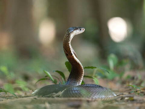 Naja kaouthia or monocled cobra deadly serpent living on a dry leaf in the forestin nature