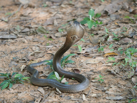 Naja kaouthia or monocled cobra deadly serpent living on a dry leaf in the forestin nature