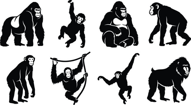 Primate Animal Silhouette Vector Collection with Gorilla Chimpanzee and Monkey Symbols for Wildlife Graphic Design Projects