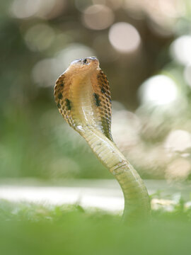 Naja kaouthia or monocled cobra deadly serpent living on a dry leaf in the forestin nature
