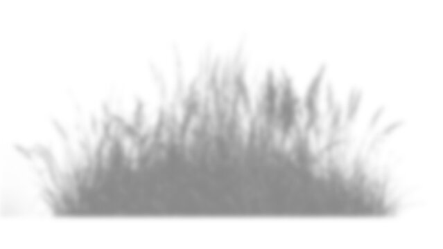 Abstract shadow of grass plants isolated on a transparent background overlay shadow for photo mockup