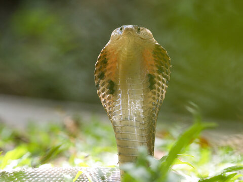 Naja kaouthia or monocled cobra deadly serpent living on a dry leaf in the forestin nature