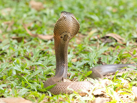 Naja kaouthia or monocled cobra deadly serpent living on a dry leaf in the forestin nature