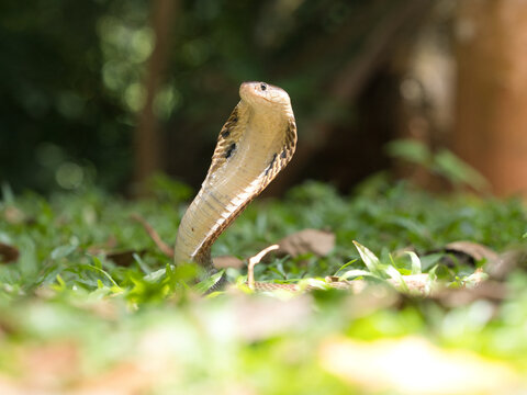 Naja kaouthia or monocled cobra deadly serpent living on a dry leaf in the forestin nature
