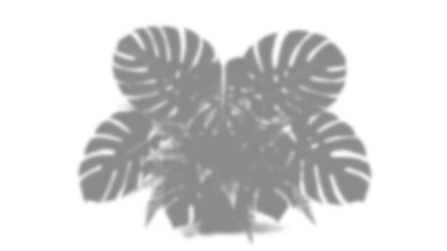 Natural tropical leaf shadow overlay isolated on transparent background