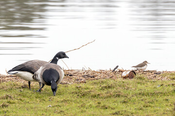 Brent geese and a common sandpiper by the shore © fluffandshutter