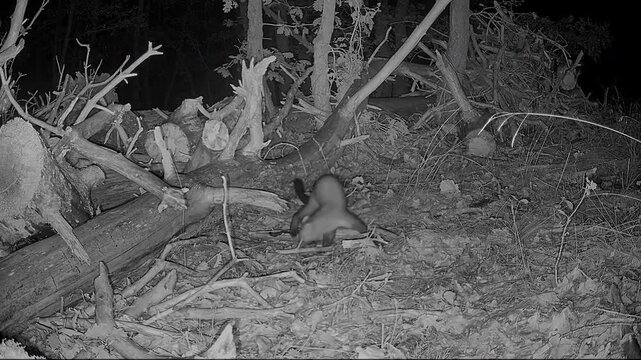 European pine marten (Martes martes), Auvergne, France.