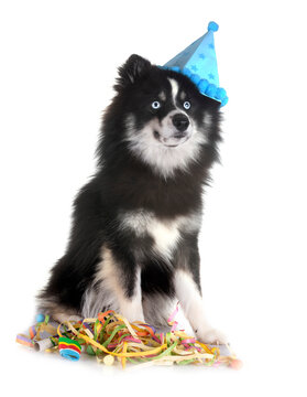 Pomsky in studio