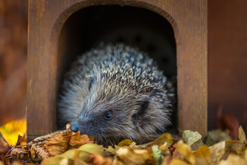 Hedgehog, Scientific name: Erinaceus Europaeus.  Close up of a wild, European hedgehog leaving his hedgehog house early evening on a warm summer's night and looking to the left. Horizontal.Copy space. © Moorland Roamer