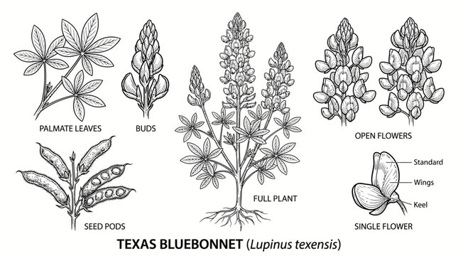 Very beautiful black and white realistic vector botanical set of Texas Bluebonnet (Lupinus texensis) showing separate plant, leaves, buds, open flowers, and seed pods, TEXAS BLUEBONNET &bull; PRAIRIE WILDF