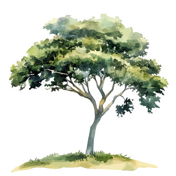 Detailed watercolor painting of Koa Tree, isolated on white background