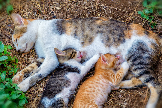 Katzenjunge werden ges&auml;ugt. 26020.jpg