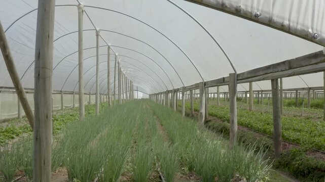 Cultivo protegido de vegetais e verduras em estufa comercial"