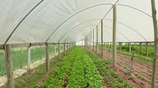 Interior de estufa agr&iacute;cola com fileiras de planta&ccedil;&atilde;o de hortali&ccedil;as"