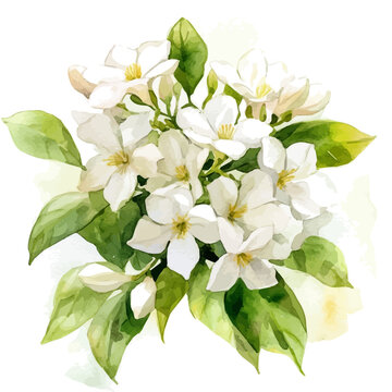 Jasmine Bouquet, realistic watercolor artwork on white background