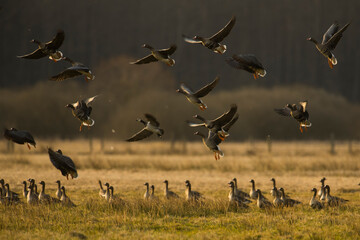 Geese Taking Flight Over a Field in the Morning Light—A Polish Agricultural Landscape of the Polish Countryside © Tomasz