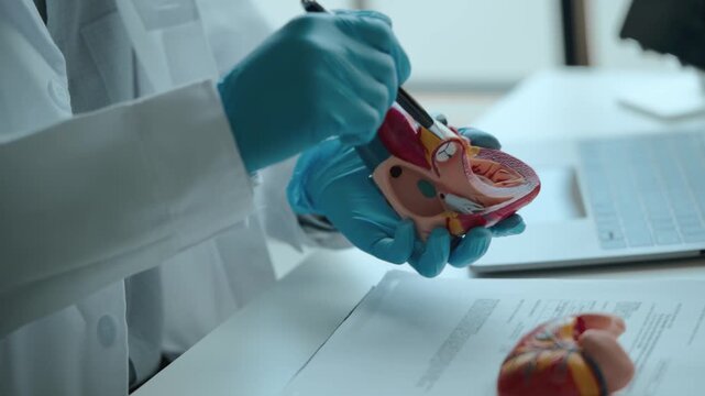 cardiologist explains a heart model to a patient about heart disease in clinic