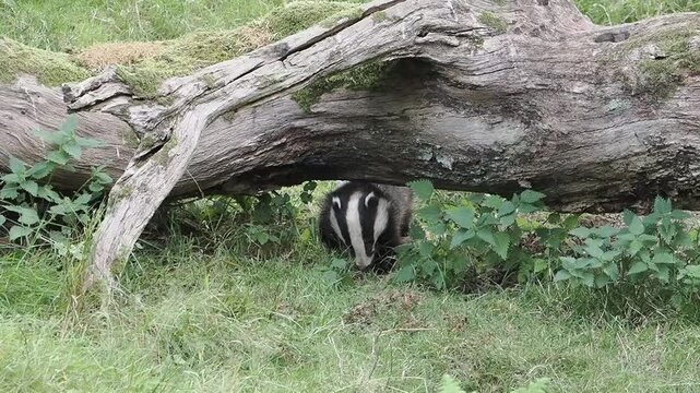 Close-up of a wild European badger (Meles meles) foraging and feeding in its natural nocturnal forest habitat, perfect for an animal nature documentary, wildlife stock video footage clip