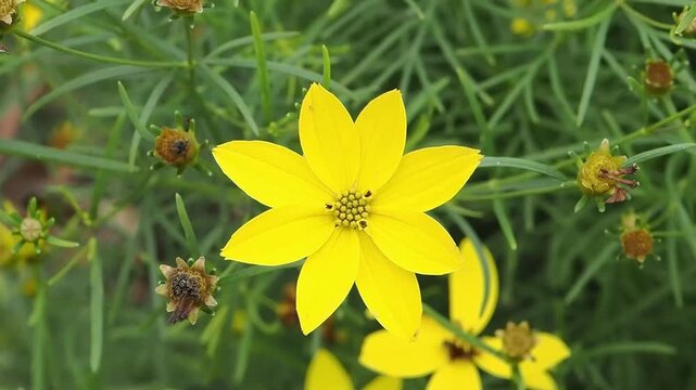 Coreopsis verticillata 'Golden Gain' a yellow summer autumn fall herbaceous perennial flower plant commonly known as Threadleaf tickseed, gardening stock video footage clip