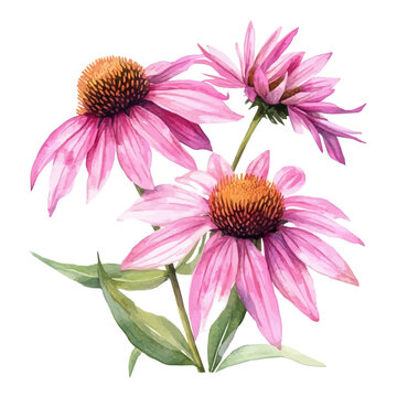 Echinacea Bouquet, watercolor clipart isolated on white background