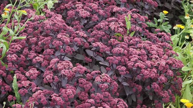 Sedum telephium 'Xenox' (Hylotelephium telephium) a summer autumn dark purple perennial flower plant commonly known as stonecrop, gardening stock video footage clip