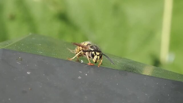 Macro portrait of a common wasp (Vespula vulgaris) insect on wood, highlighting intricate facial markings, compound eyes, and characteristic black and yellow warning colours, stock video footage