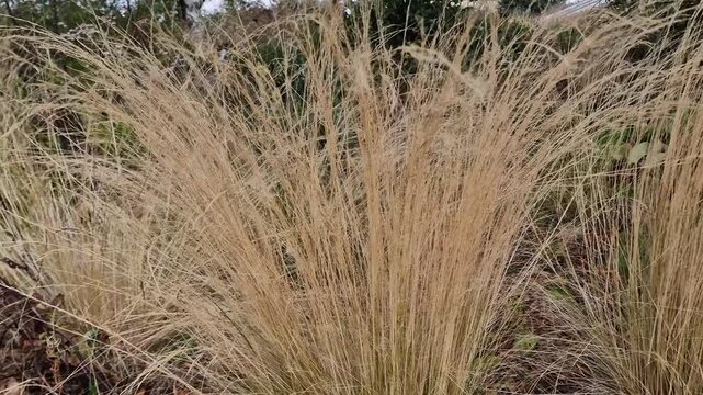 Nassella tenuissima plant commonly known as Mexican feathertop grass or Texas needle grass, gardening stock video footage clip