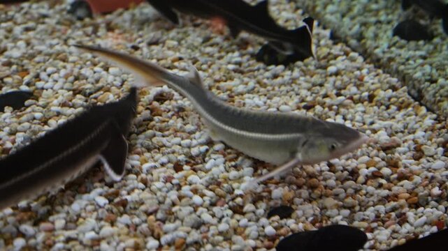 Sturgeons swimming slowly along gravel aquarium floor