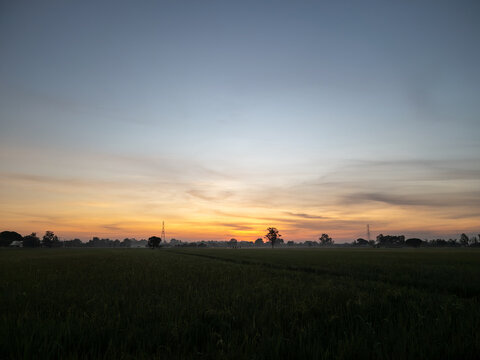 Sunrise Landscape over Green Agricultural Rice Field