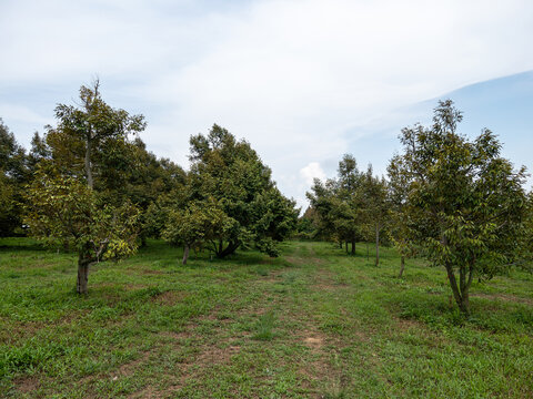 Tropical Durian Tree Plantation in Agricultural Farm