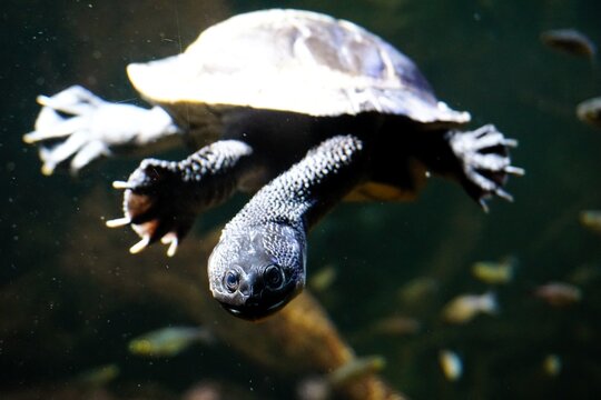 Frontal close up portrait of a McCord's snakeneck turtle or Roti Island snake-necked turtle (Chelodina mccordi) swimming underwater in Indonesia